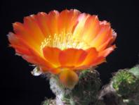 Thumbnail of 0329_Lobivia hualfinensis_20080613(1).jpg